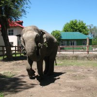 слон в зоопарке :: Karlygash Khassenova