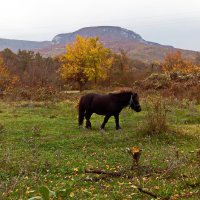 Эх, лошадка, вывези мирно и спокойно по ухабам 14 года :: Наталия С-ва