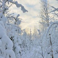 Зимний лес :: Аркадий Алямовский