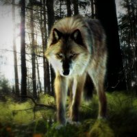 Я - волк! :: Михаил Власов
