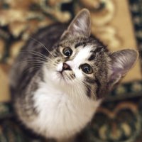 Cat :: Aizek Kaniyazoff