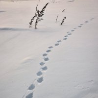 Кто-то из лесу вышел... :: Василий Хорошев