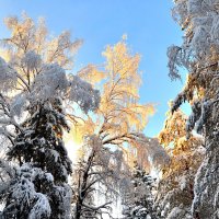 Золотистый цвет :: Александр Преображенский 