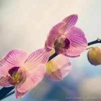 Орхидеи :: Надежда Вилкова