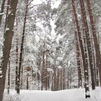 Идёт зима аукает и зимний лес баюкает :: Удивительное Рядом