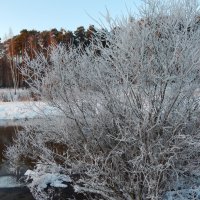 Мороз :: Александра 