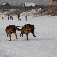 Вперёд, к победе! :: Елена 