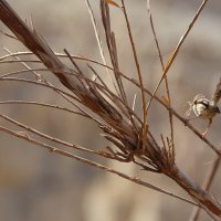 12.05.12 Приния изящная (Prinia gracilis), материал для гнезда :: Борис Ржевский