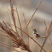 12.05.12 Приния изящная (Prinia gracilis), материал для гнезда :: Борис Ржевский