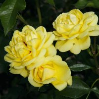 Жёлтые розы :: Виктор Вуколов