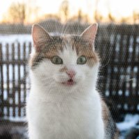 кошка за окошком :: Анастасия Симак