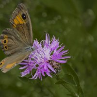 бабочка и цветок... :: Лариса Н