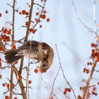 Зимние лакомства :: Валентина Кобзева