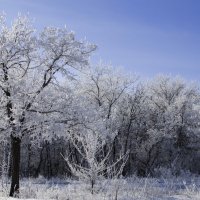 Цветение зимы :: Елена Остапова