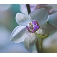 Orchidaceae :: Delete Delete
