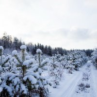 Зимний пейзаж :: Павел Фролов