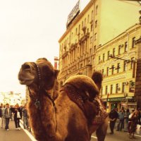 Верблюда, лешили прав..... :: Валерий Аверин