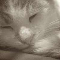 Спи, котенька, спи :: Алексей Матусевич