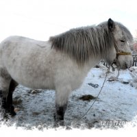 Якутская лошадь :: Владимир Сеннябилев