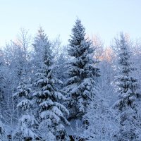 Снег на деревьях :: Aнна Зарубина