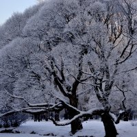 Зима :: Irina Gorbovskaya