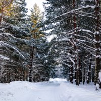 Путешествие в зимний лес. :: Дмитрий Багмет