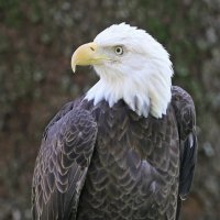 Eagle :: Яков Геллер