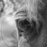У лошадей глаза печальные.... :: Марина Назарова