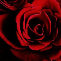 Очертание тёмной стороны розы :: Sofa-L. 