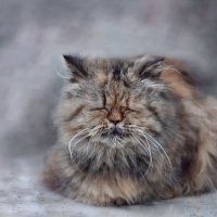 Старый, дремлющий кот... :: Людмила 