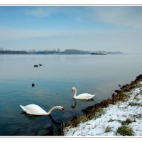 В январе на Рейне :: Boris Alabugin