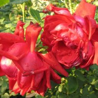 Две розы :: Елена Лапина