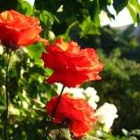 розы :: Елена Лапина