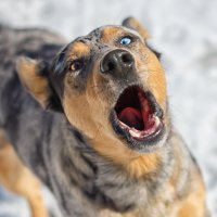 ...последний снимок фотографа...) :: Виталий Шерепченков