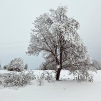 Тяжелый снег :: Татьяна Губина