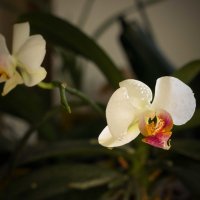 мои орхидеи :: Ольга Колосова