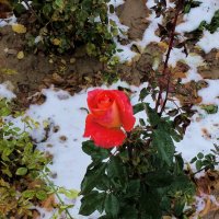 роза на снегу :: Юрий Владимирович