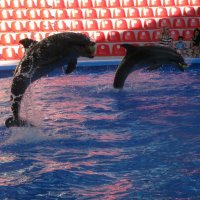 В Алуштинском дельфинарии :: Катерина C