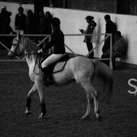 Трудности в конном спорте ведут нас к совершенству. :: Alesya Safe