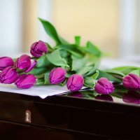 Тюльпаны... :: Анастасия Королева