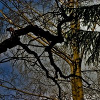 три дерева :: Сергей Глотов