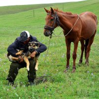 Когда-то человек приручил собаку, а потом лошадь... II :: Alexei Kopeliovich