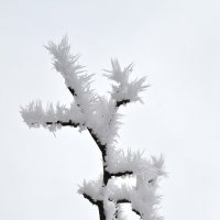 снежные цветы :: николай и наталья