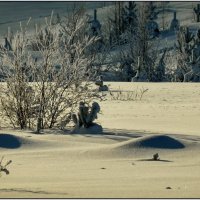 Контрасты :: Василий Хорошев