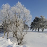 В зимнем убранстве :: Валерий Шибаев