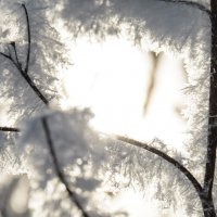 в гости к солнцу. :: Виктор Лавриченко