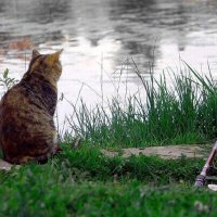 кошка на рыбалке :: МАКСИМ 