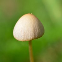 Маленький грибочек :: Сергей Гундарь
