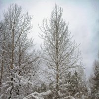 На деревьях и кустах :: Юрий Митенёв