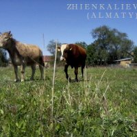 Влюбленные корова  (алматы) :: Manas ZHienkaliev